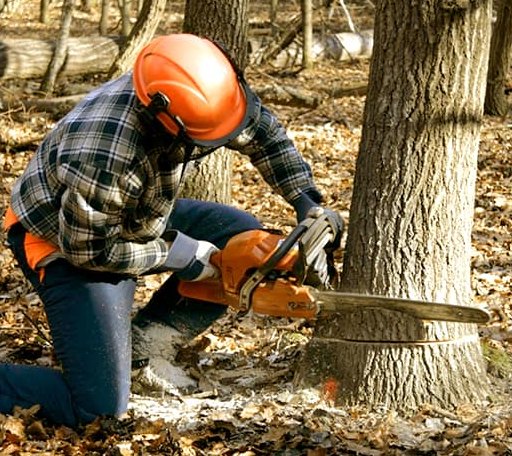 Tree Removal in Blanch, NC